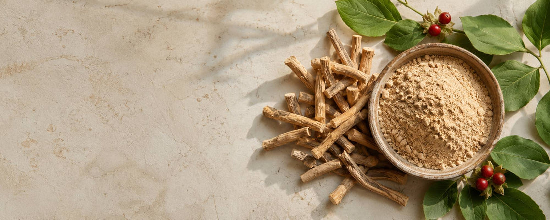 Raíz y polvo de ashwagandha (Withania somnifera), planta ayurvédica